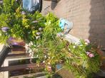 Oleanders, Ophalen