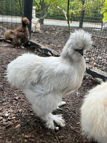 Parelgrijze zijdehoen hennen, Femelle, Poule ou poulet