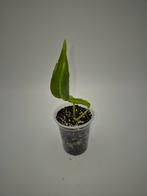 Epipremnum shangri-la stekje, Huis en Inrichting, Ophalen of Verzenden