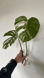 Monstera delicosa variegata stek, Huis en Inrichting, Kamerplanten, Groene kamerplant, Ophalen, Minder dan 100 cm