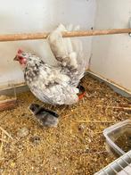 Serama kipjes, Dieren en Toebehoren, Maart, Meerdere dieren
