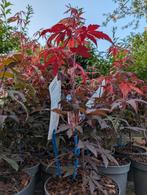 Acer palmatum altropureurum Japanse esdoorn, Tuin en Terras, Planten | Bomen, Ophalen