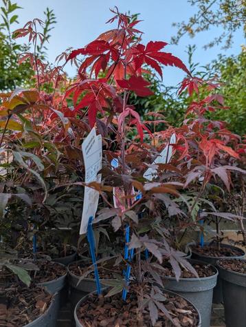 Acer palmatum altropureurum Japanse esdoorn  beschikbaar voor biedingen