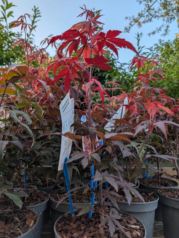 Acer palmatum altropureurum Japanse esdoorn, Tuin en Terras, Planten | Bomen, Ophalen