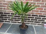 Palmboom Trachycarpus Fortunei, Ophalen of Verzenden, Palmboom