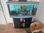 zeer grote en mooi aquarium, Dieren en Toebehoren, Vissen | Aquaria en Toebehoren, Ophalen of Verzenden, Zo goed als nieuw