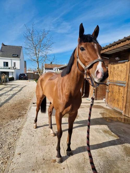 Geweldig recreatie paardje te koop, Dieren en Toebehoren, Paarden, Merrie, Niet van toepassing, 160 tot 165 cm, 3 tot 6 jaar, Recreatiepaard