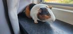 Prachtige caviabeer, Cavia, Juni, Mannelijk, Tam