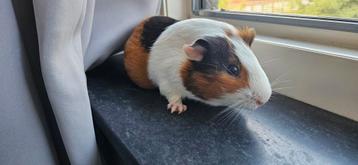 Prachtige caviabeer beschikbaar voor biedingen