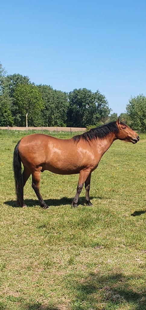 2 weidemaatjes zoeken nieuwe thuis!, Dieren en Toebehoren, Paarden, Ruin