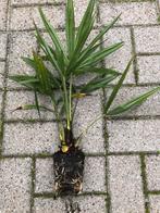 Trachecarpus Fortunei, Ophalen