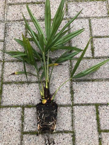 Trachecarpus Fortunei beschikbaar voor biedingen