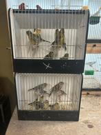 Fife Fancy en Agaat Geel Mozaiëk, Dieren en Toebehoren, Ophalen, Zo goed als nieuw