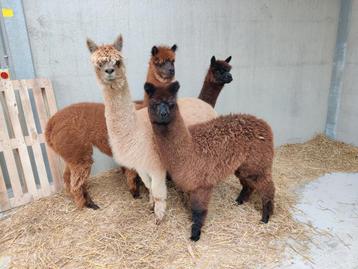 Alpaca merrie beschikbaar voor biedingen