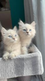 neva masquerade kittens te koop, Meerdere dieren, Gechipt, 0 tot 2 jaar