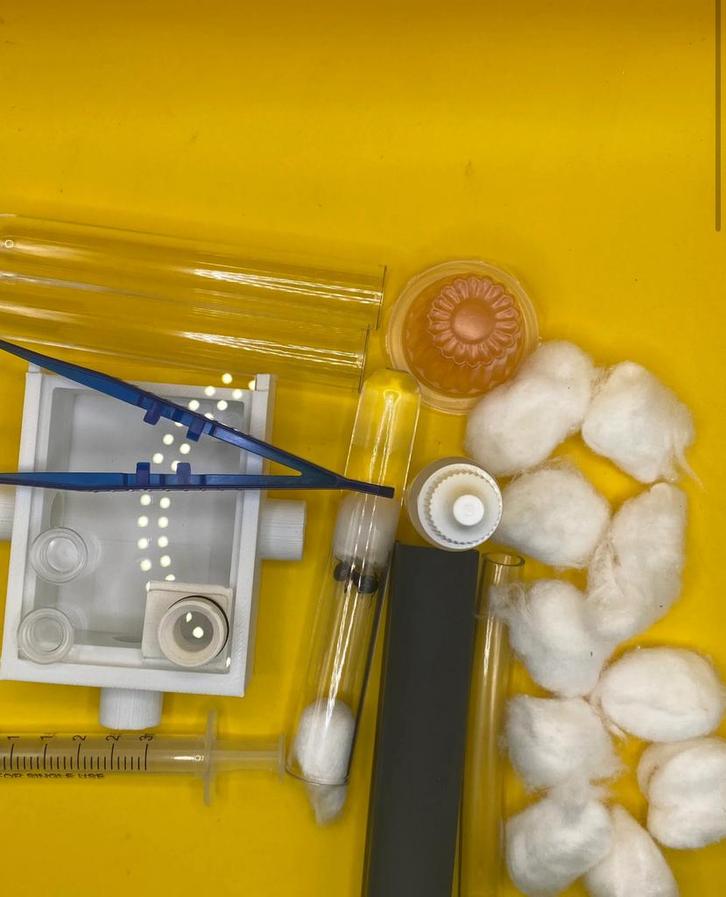 Starterset Camponotus Ligniperda, Dieren en Toebehoren, Insecten en Spinnen, Mieren