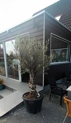 Olijfbomen olea europaea aan stuntprijzen!, Tuin en Terras, Planten | Bomen, Ophalen