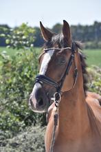 Dressuurpaard te koop, Dieren en Toebehoren, Paarden, Gechipt, Ruin, Dressuurpaard, Zadelmak
