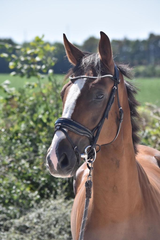 Dressuurpaard te koop, Dieren en Toebehoren, Paarden, Ruin, Zadelmak, 170 tot 175 cm, 3 tot 6 jaar, Dressuurpaard, Met stamboom