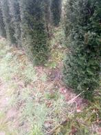 taxus, Tuin en Terras, Ophalen of Verzenden, Taxus