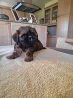 Shih tzu pups, België, Overige rassen, CDV (hondenziekte), 8 tot 15 weken
