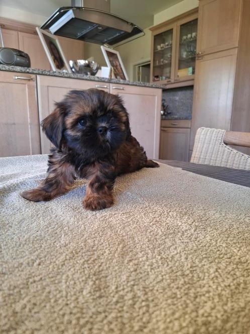 Shih tzu pups, Dieren en Toebehoren, Honden | Chihuahua's en Gezelschapshonden, Meerdere dieren, Overige rassen, Fokker | Professioneel