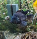 Cichlides zèbres, Animaux & Accessoires, Poissons | Aquariums & Accessoires