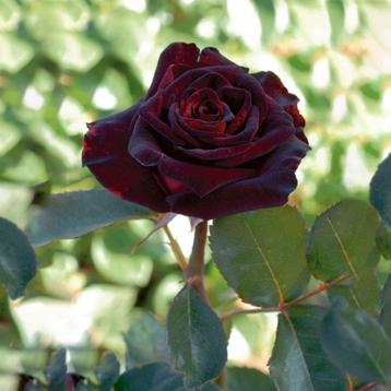op  zoek naar           rosa 'black baccara beschikbaar voor biedingen