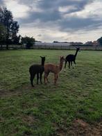 2 prachtige alpaca merrie veulens, Dieren en Toebehoren, Overige Dieren, Mei, Vrouwelijk