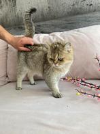 Britse korthaar herplaatsing, Dieren en Toebehoren, Poes, Gechipt, 3 tot 5 jaar