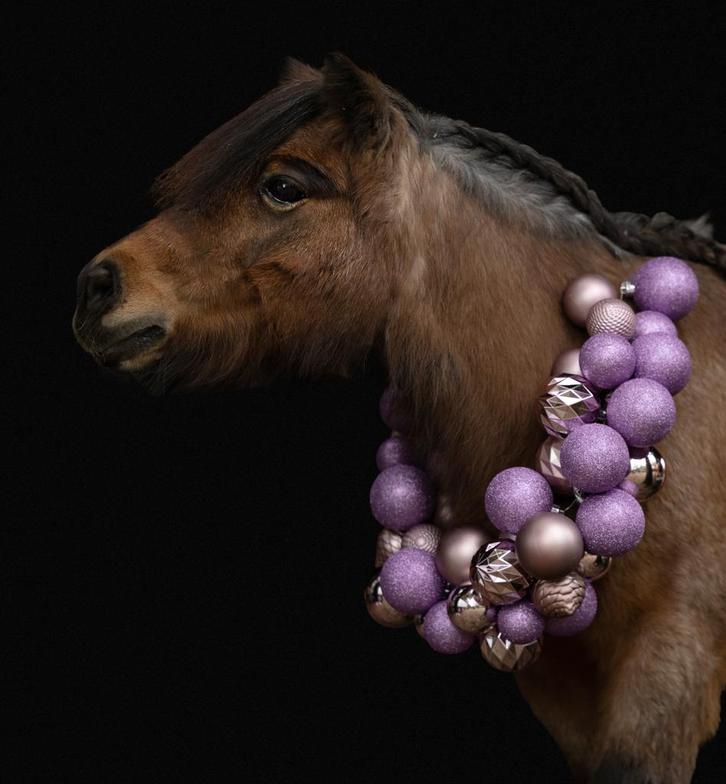 Shetlander voor goede thuis, Dieren en Toebehoren, Pony's, Merrie