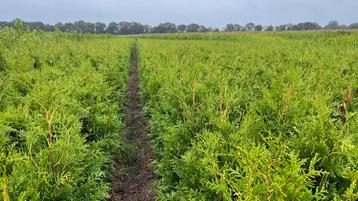 Thuja Brabant haagconiferen | groenblijvend (thuisbezorgd) beschikbaar voor biedingen