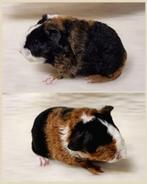 US-Teddy Zeugje TE RESERVEREN, Dieren en Toebehoren, Knaagdieren, Vrouwelijk, Cavia, Tam