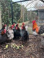 Marans broedeieren, Dieren en Toebehoren, Pluimvee, Geslacht onbekend, Kip