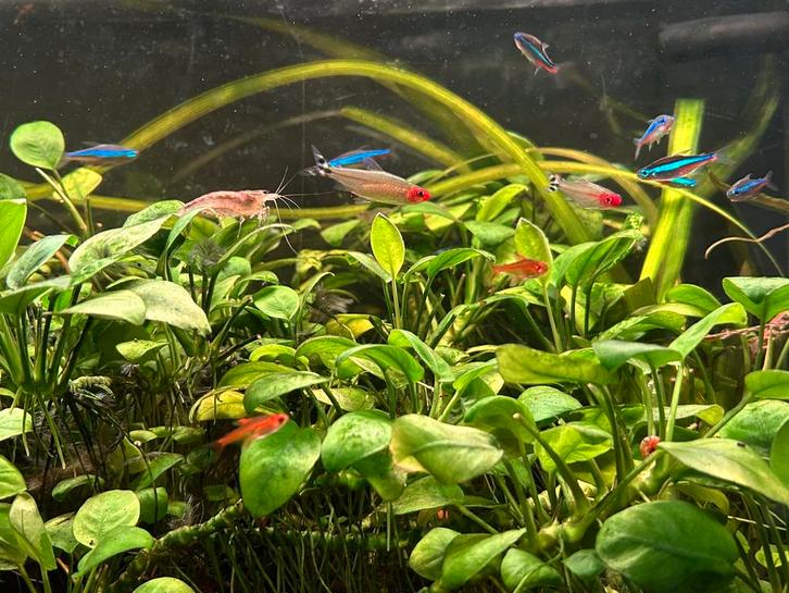 Juwel Rio 125 avec Chihiros universal WRGB 800, Animaux & Accessoires, Poissons | Aquariums & Accessoires, Utilisé, Aquarium d'eau douce rempli