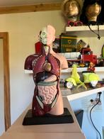 Anatomie model, Ophalen of Verzenden