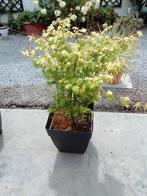Japanse Esdoorn in pot, Tuin en Terras, Ophalen