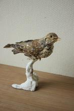 Taxidermie opgezet klein vogeltje, Ophalen of Verzenden, Gebruikt, Opgezet dier