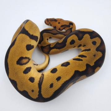Leopard Clown homme