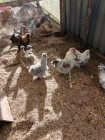 Verse broedeieren van zijdehoenders, Dieren en Toebehoren, Meerdere dieren, Kip