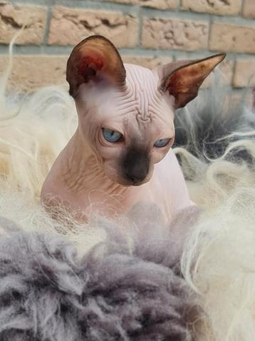 POINT D'ÉTANCHÉITÉ POUR CHATONS SPHYNX