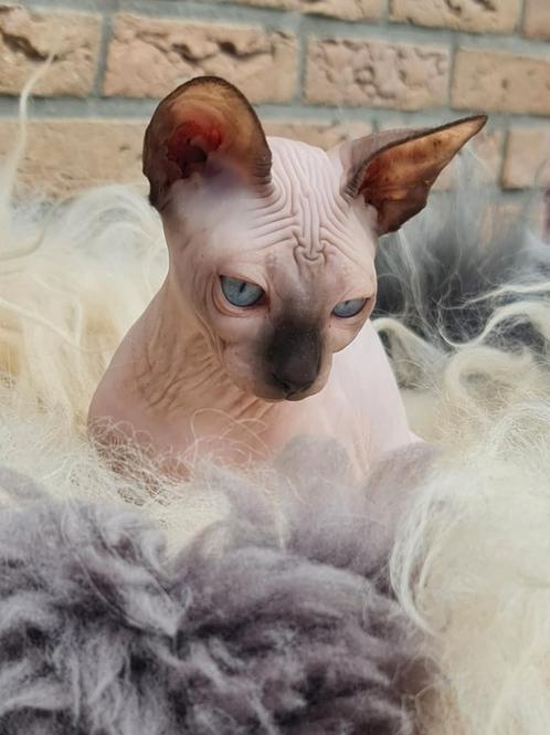 POINT D'ÉTANCHÉITÉ POUR CHATONS SPHYNX, Animaux & Accessoires, Chats & Chatons | Chats Autre, Plusieurs animaux, 0 à 2 ans