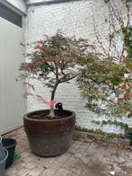 Japanse esdoorn, Tuin en Terras, Ophalen