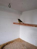 Mexicaanse nonpareil poppen, Dieren en Toebehoren, Vogels | Overige Vogels, Vrouwelijk, Tropenvogel, Geringd