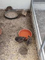 Japanse kwartels, Dieren en Toebehoren