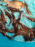 Zeelten dokter van de vijver