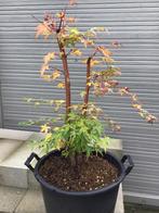 Acer Sangokaku, Ophalen