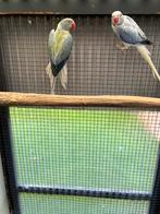 Halsbandparkieten, Dieren en Toebehoren, Meerdere dieren, Parkiet, Geringd