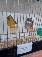 Kanaries, Dieren en Toebehoren