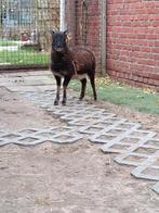 Mooi soay schaap ( ooi ), Dieren en Toebehoren, Schapen, Geiten en Varkens, Schaap
